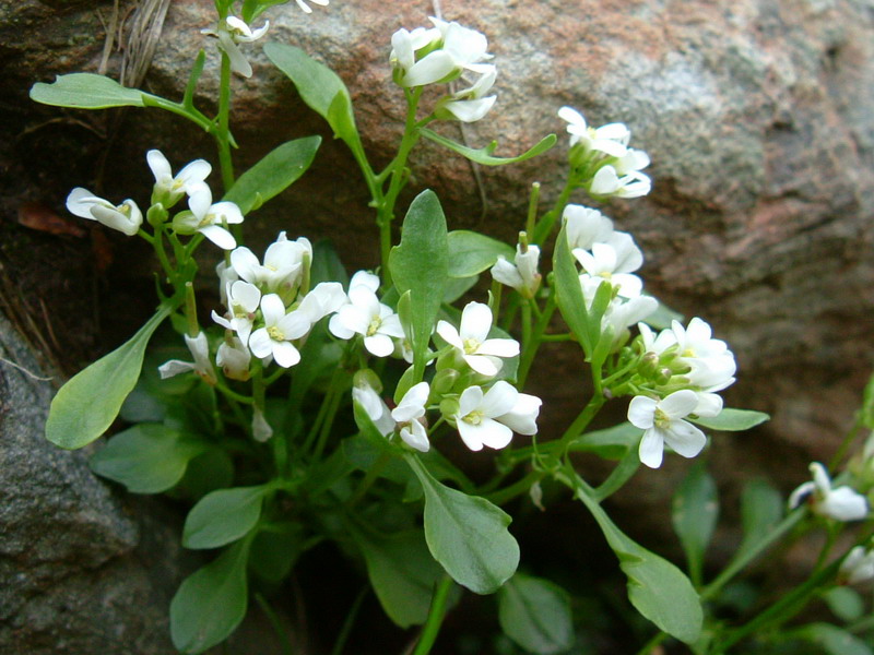 Sorgenti del Secchia - Cardamine resedifolia